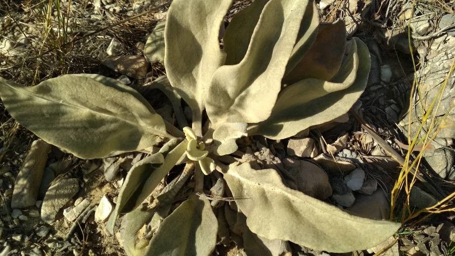 Verbascum nevadense leaf