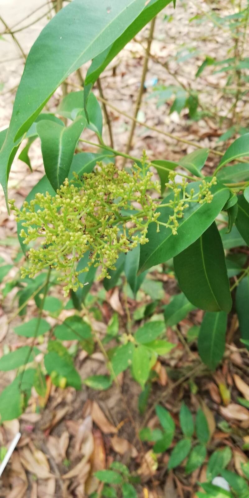Syzygium brazzavillense flower