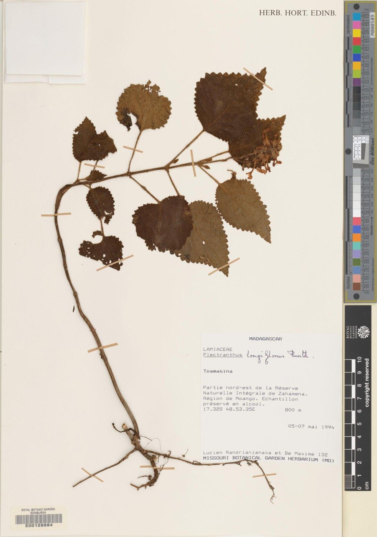 Plectranthus longiflorus — search result for 'Plectranthus'
