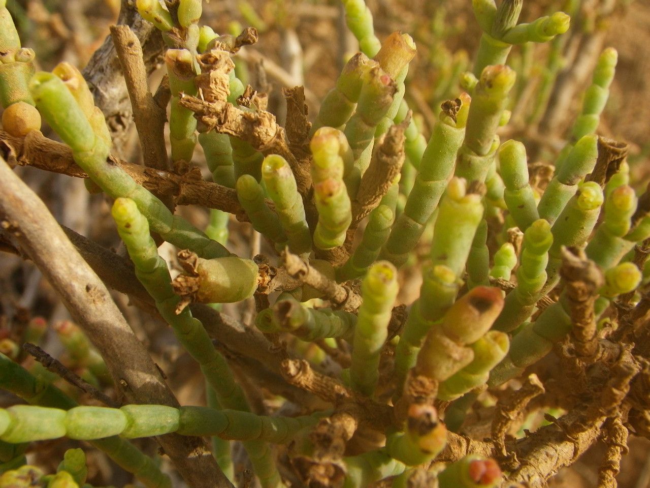 Arthrocnemum macrostachyum leaf