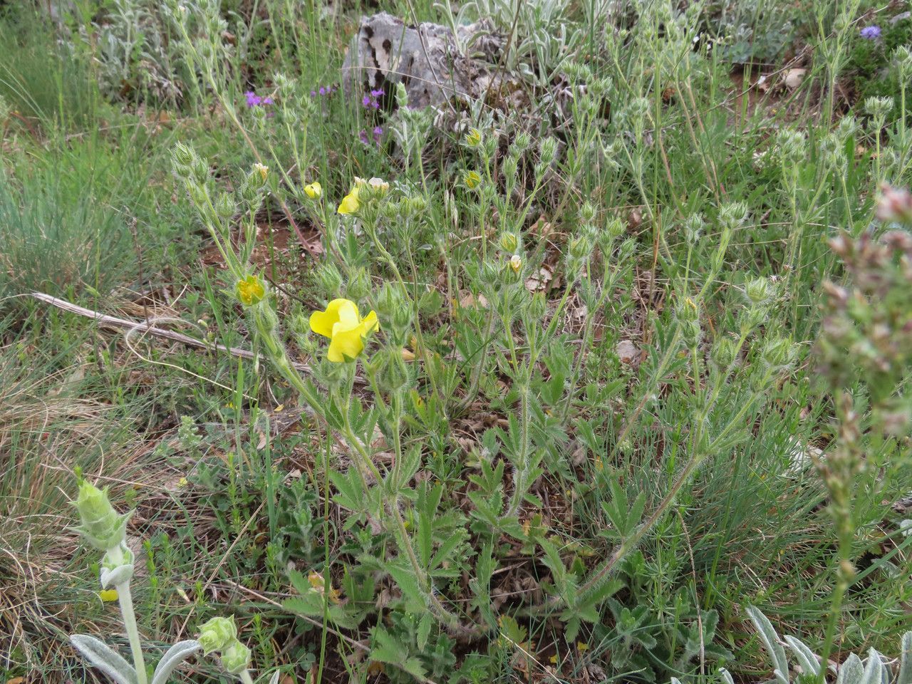 Potentilla pedata habit