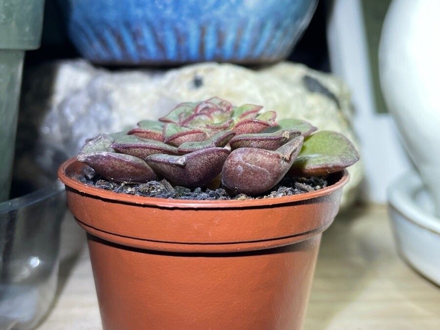 Echeveria moranii leaf