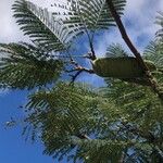 Delonix regia