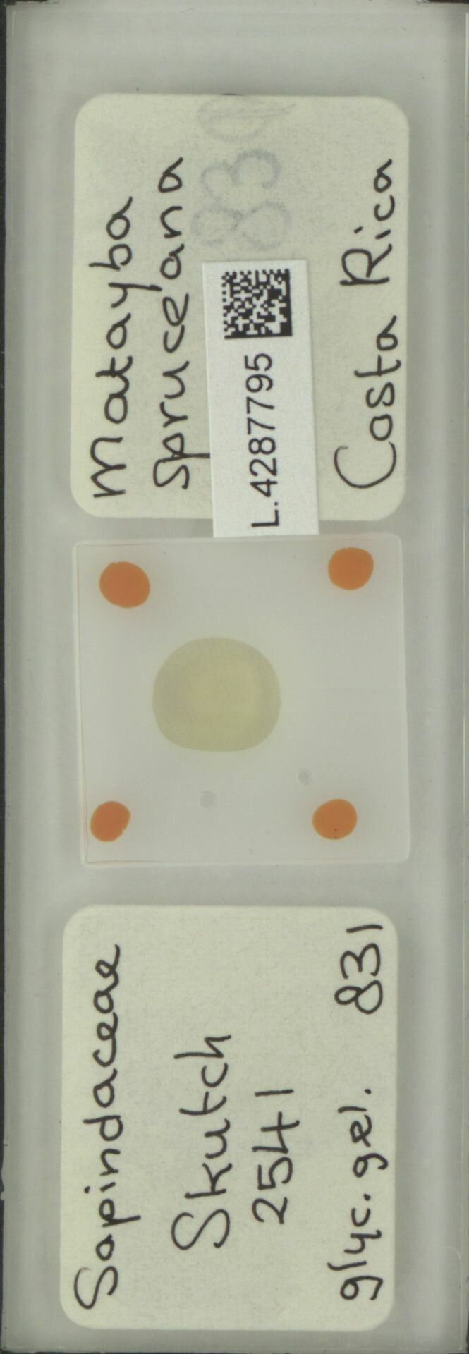 Matayba spruceana fruit