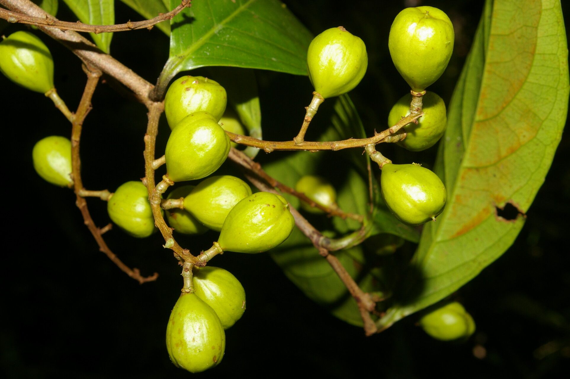 Celastrus vulcanicola fruit