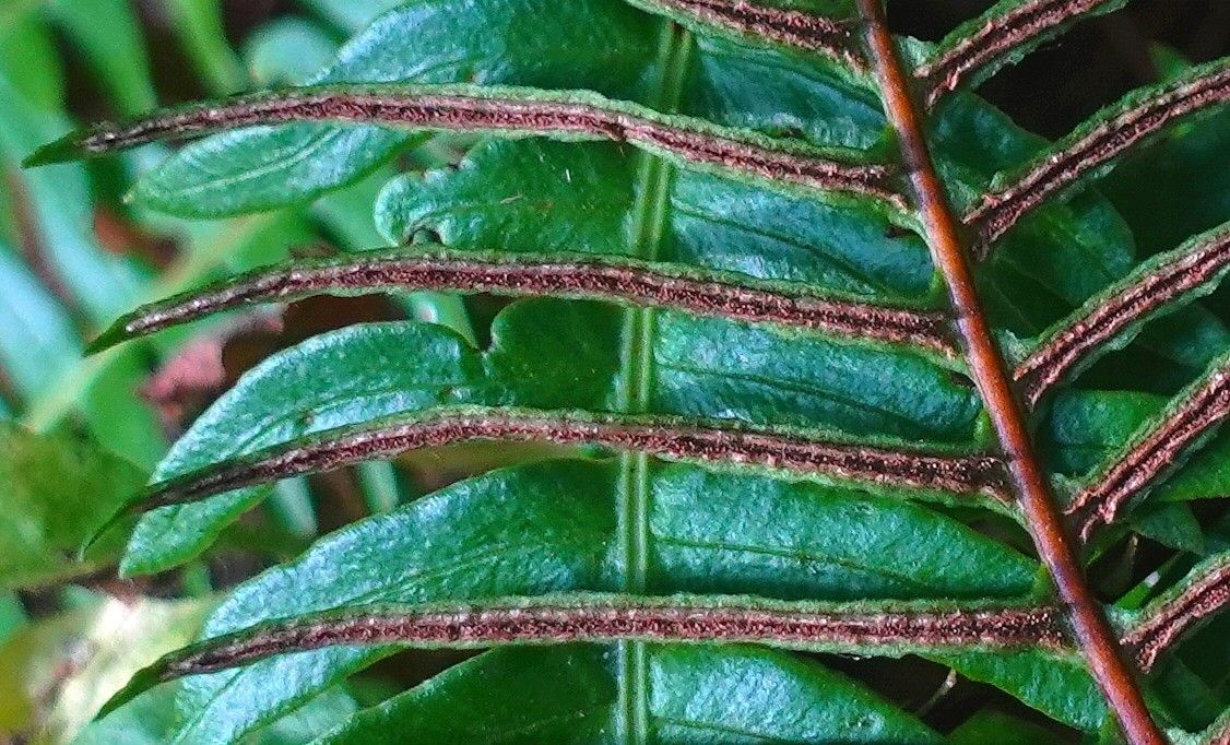 Blechnum spicant flower