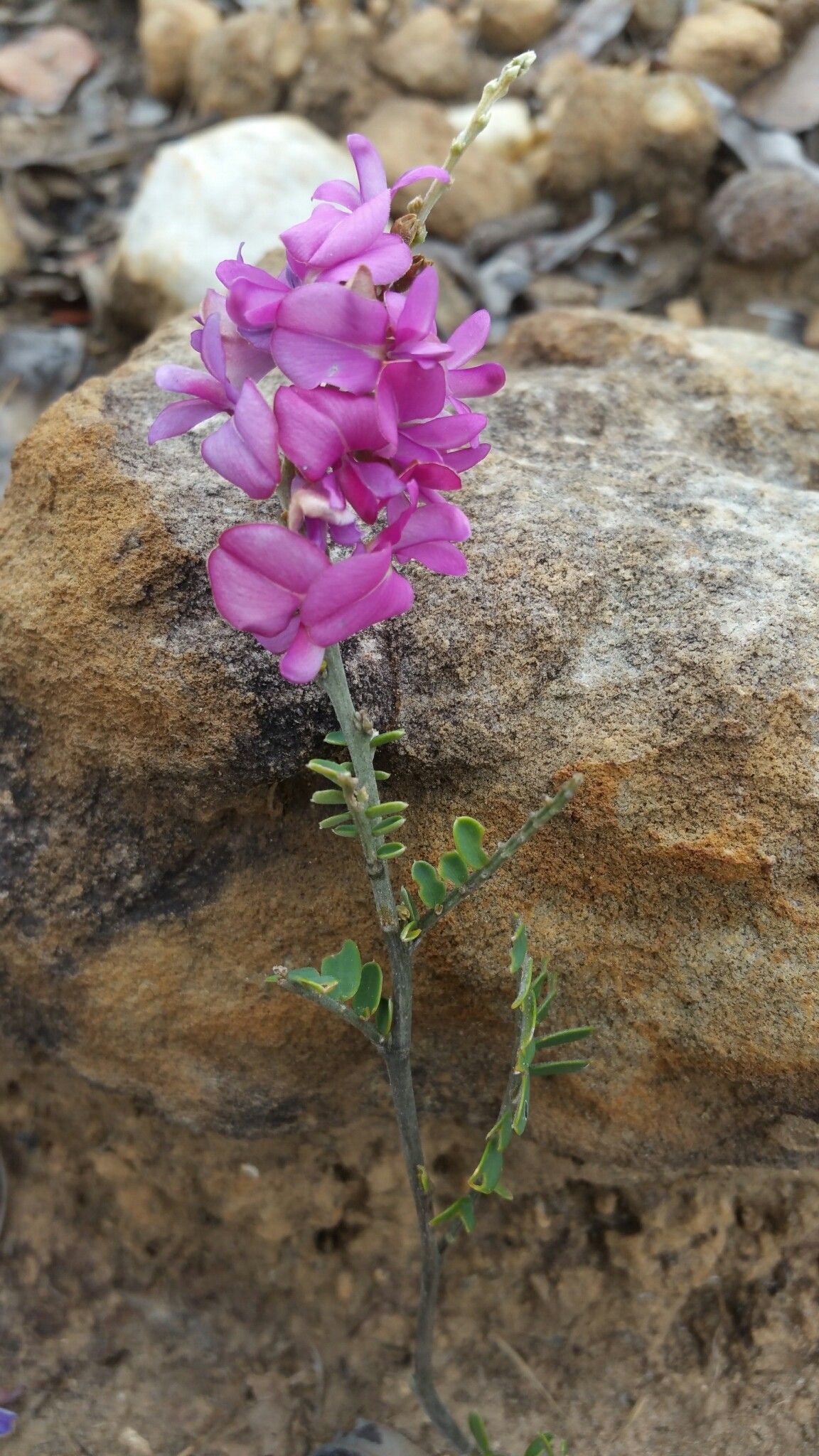 Tephrosia betsileensis flower