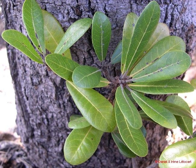 Pycnandra francii — houseplant care guide