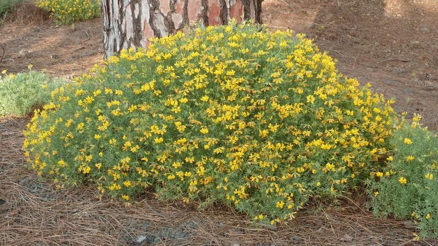 Lotus spartioides flower
