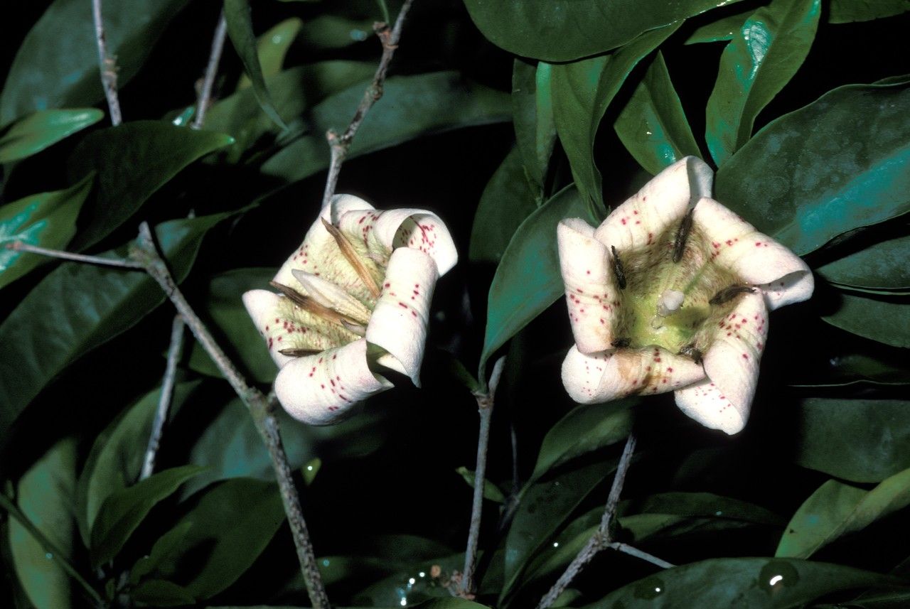 Rothmannia annae — search result for 'Gardenia'