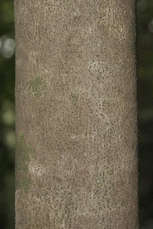 Protium demerarense — houseplant care guide