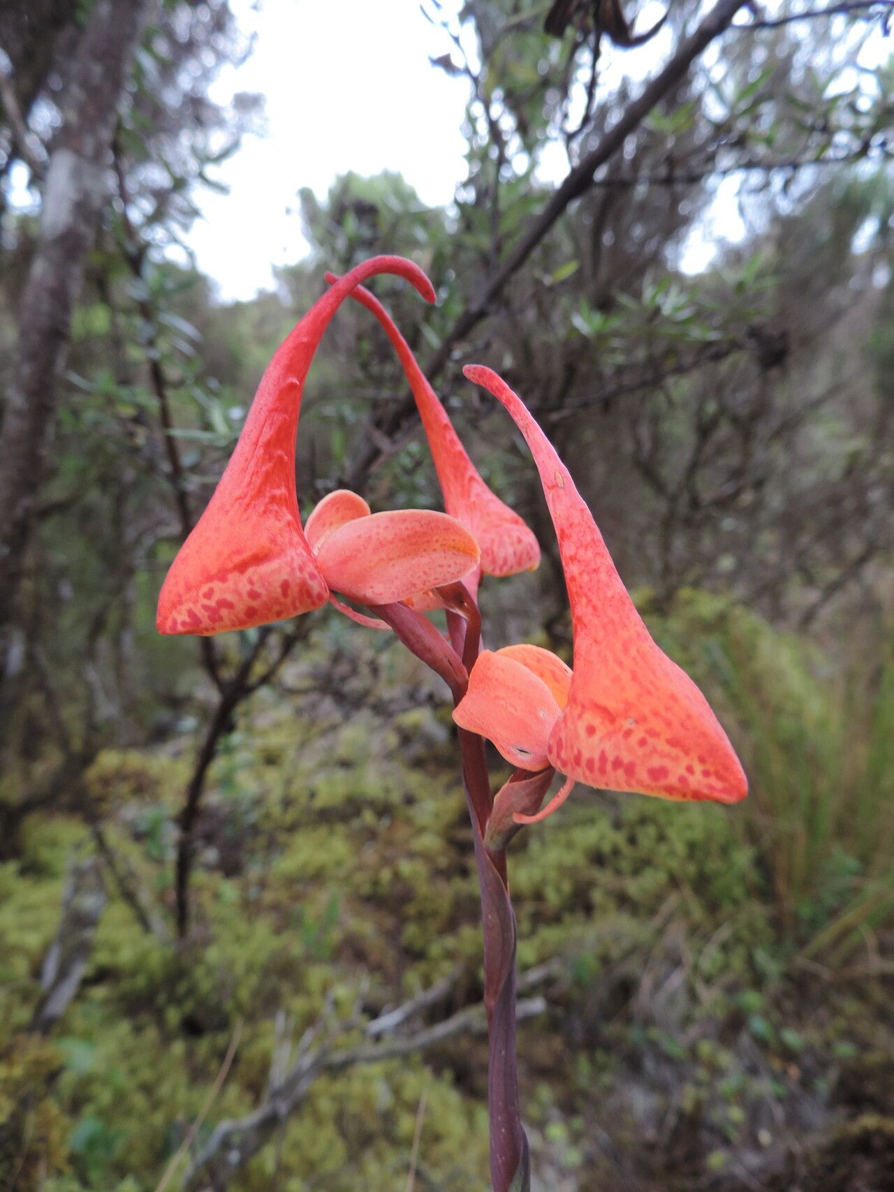 Disa robusta flower