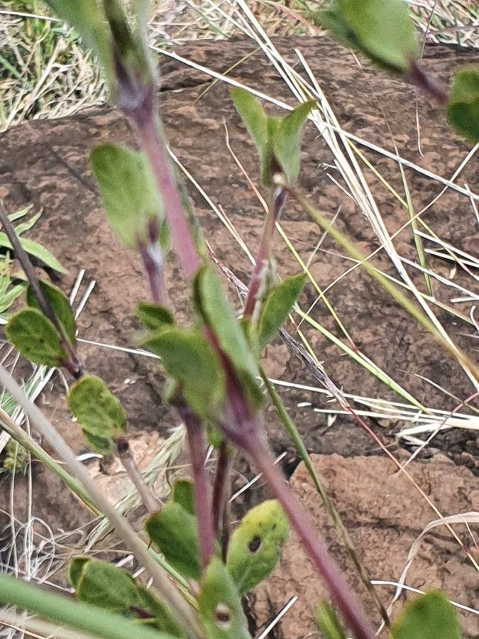 Dyschoriste hildebrandtii leaf