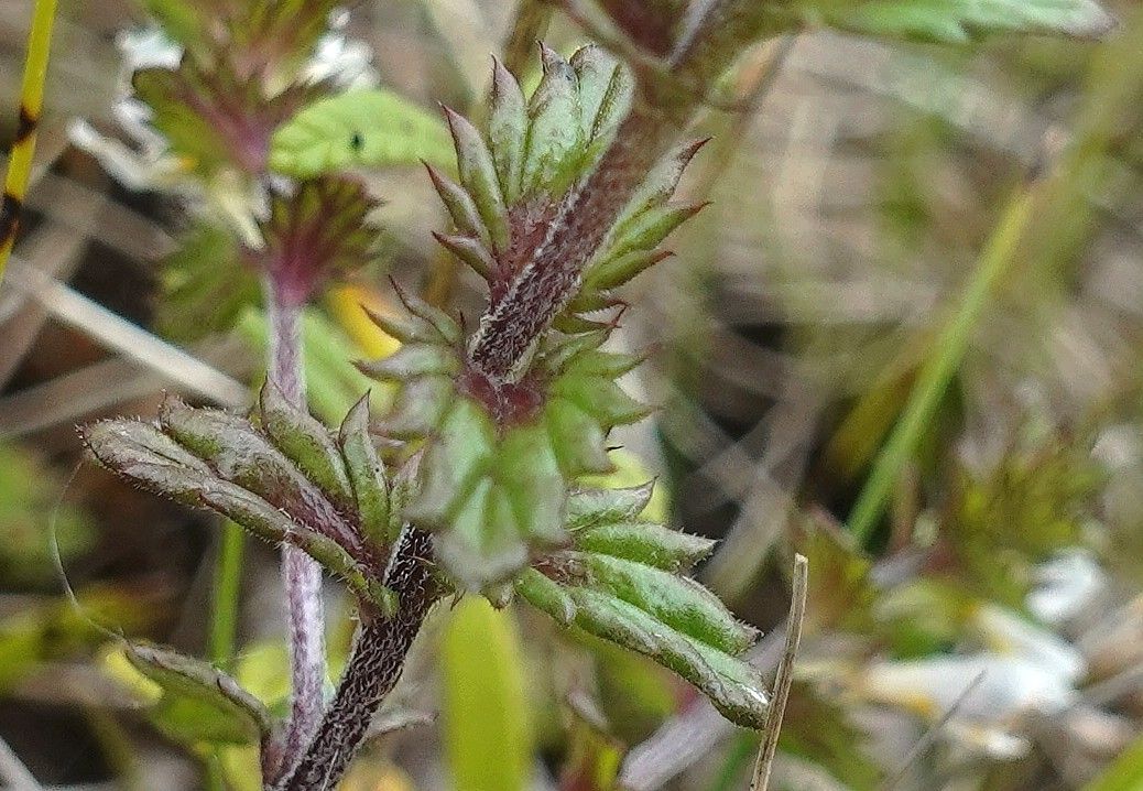 Euphrasia hirtella leaf