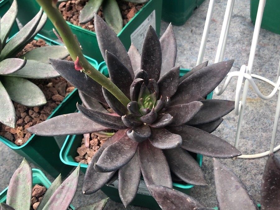 Echeveria affinis