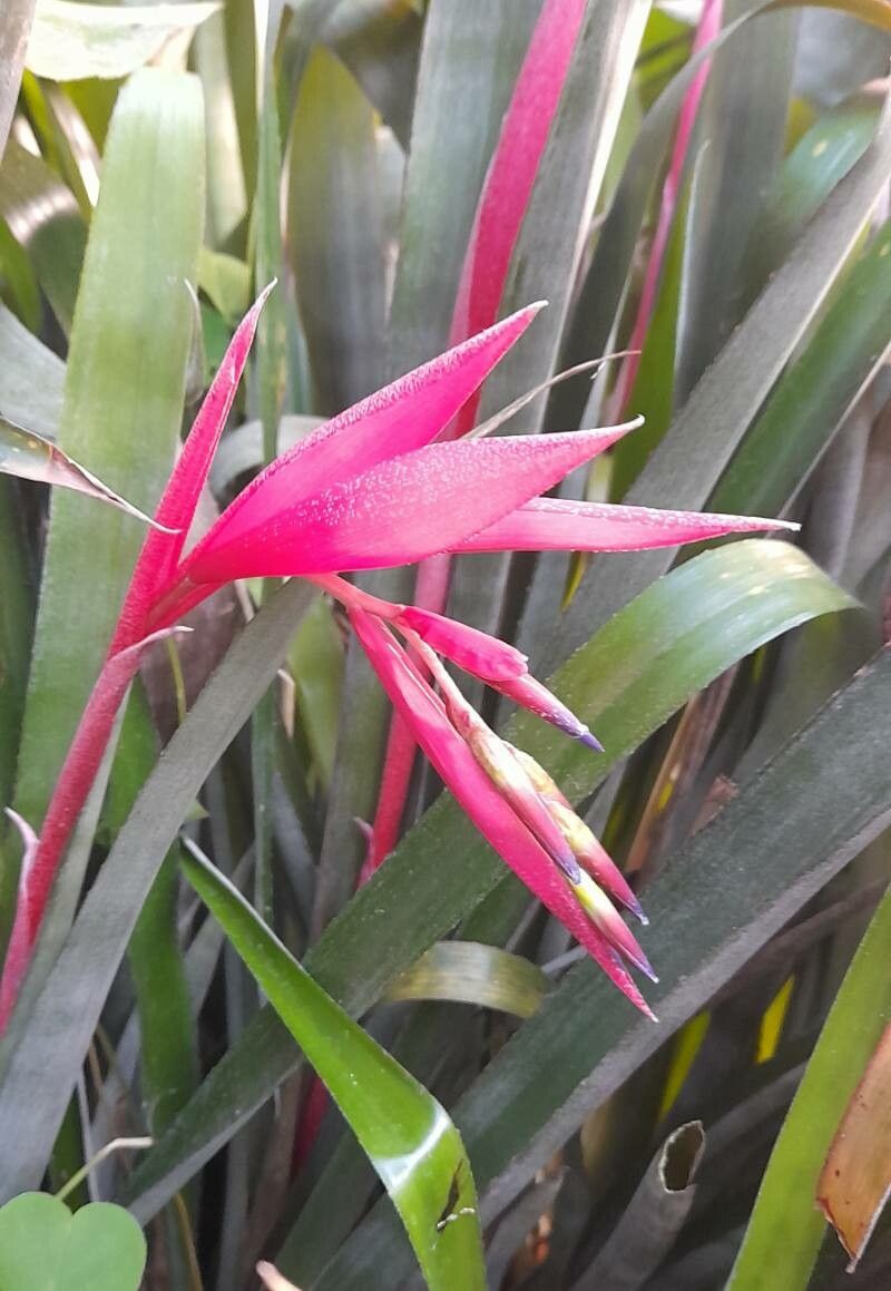 Billbergia chlorostica — related species from the same genus