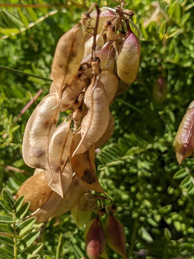 Astragalus penduliflorus fruit