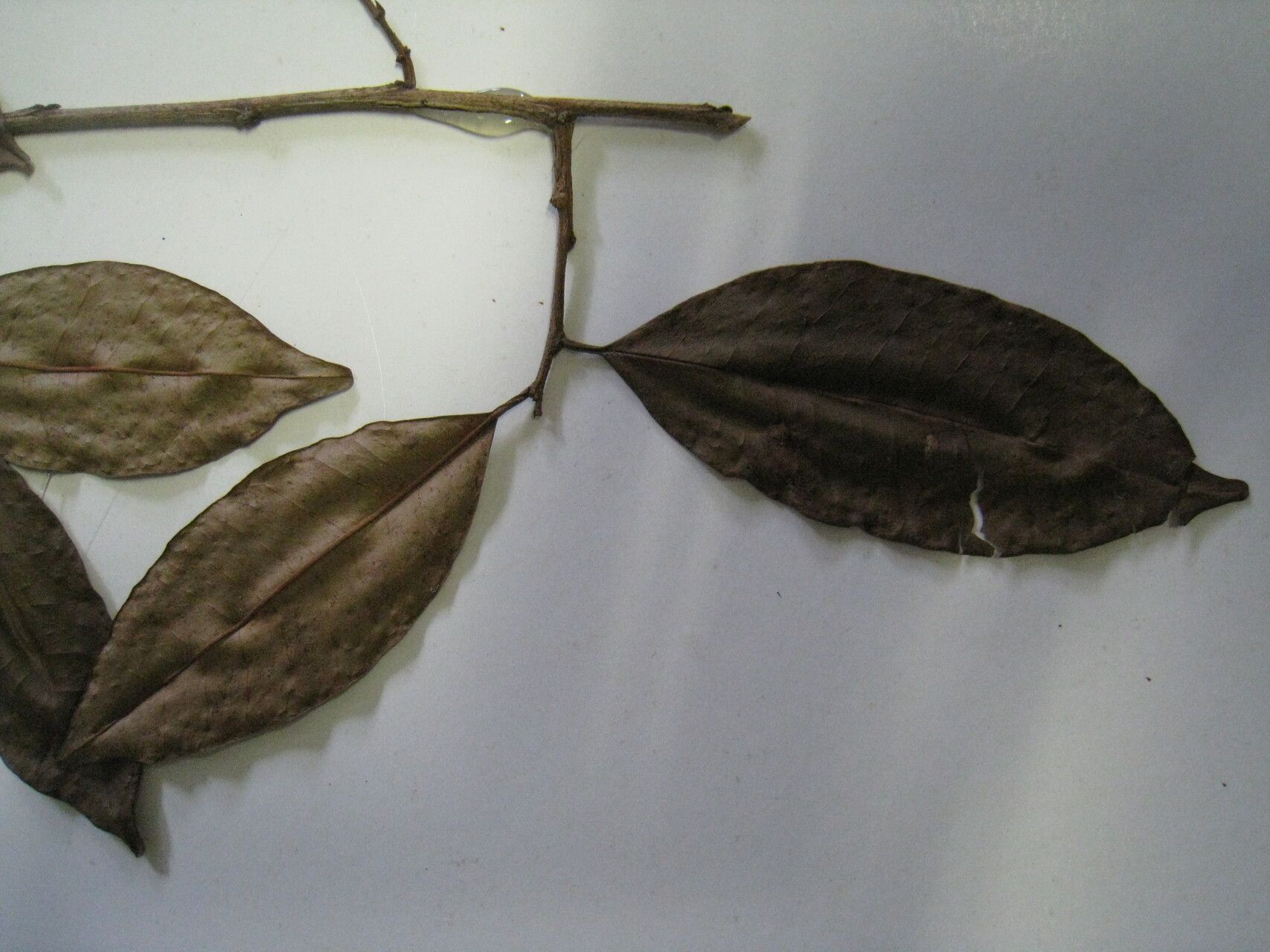 Chrysophyllum argenteum other