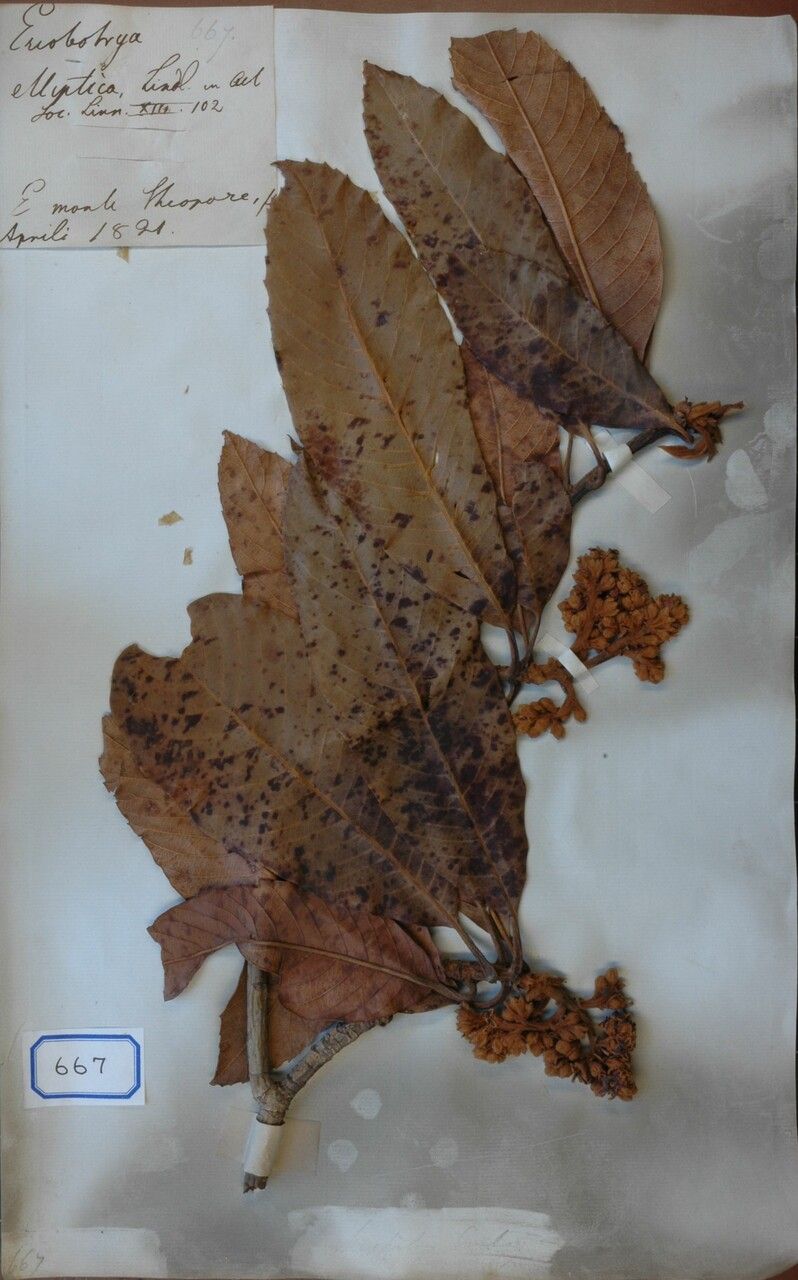 Eriobotrya elliptica