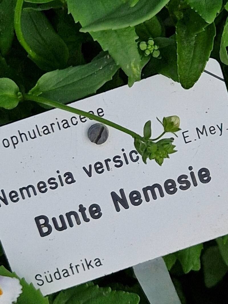 Nemesia versicolor other