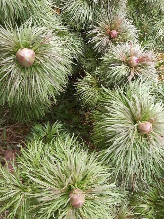 Paeonia tenuifolia leaf