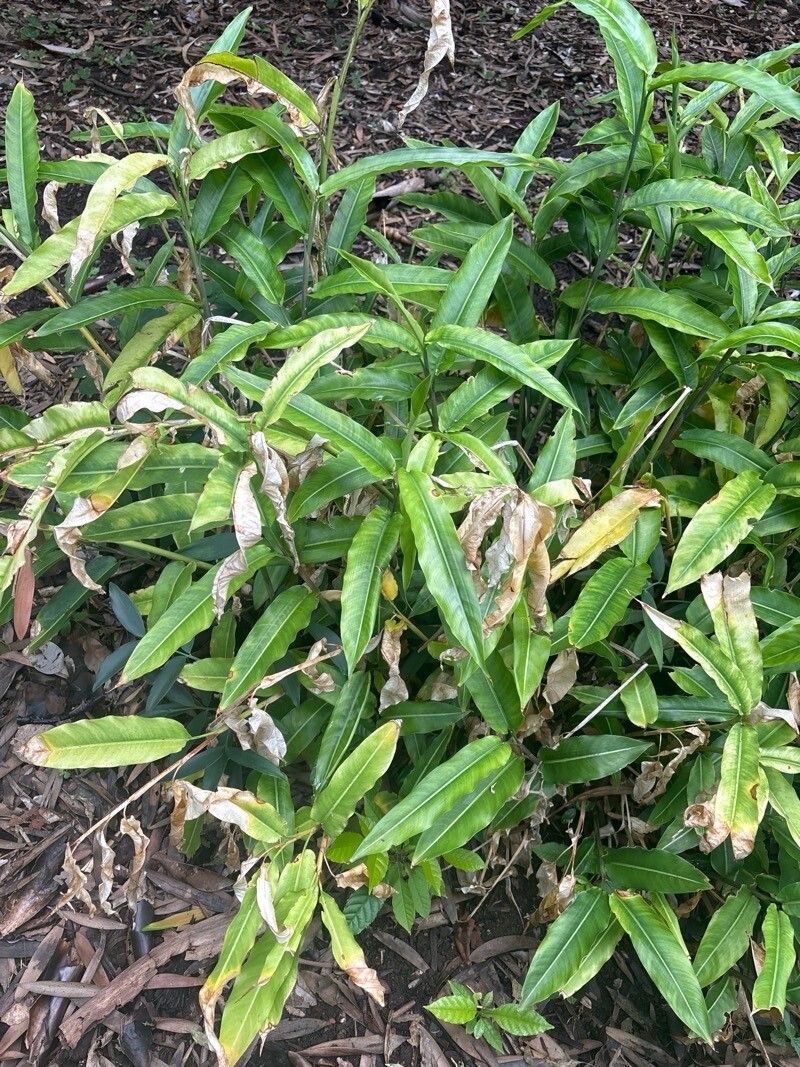Heliconia aurantiaca — related species from the same genus