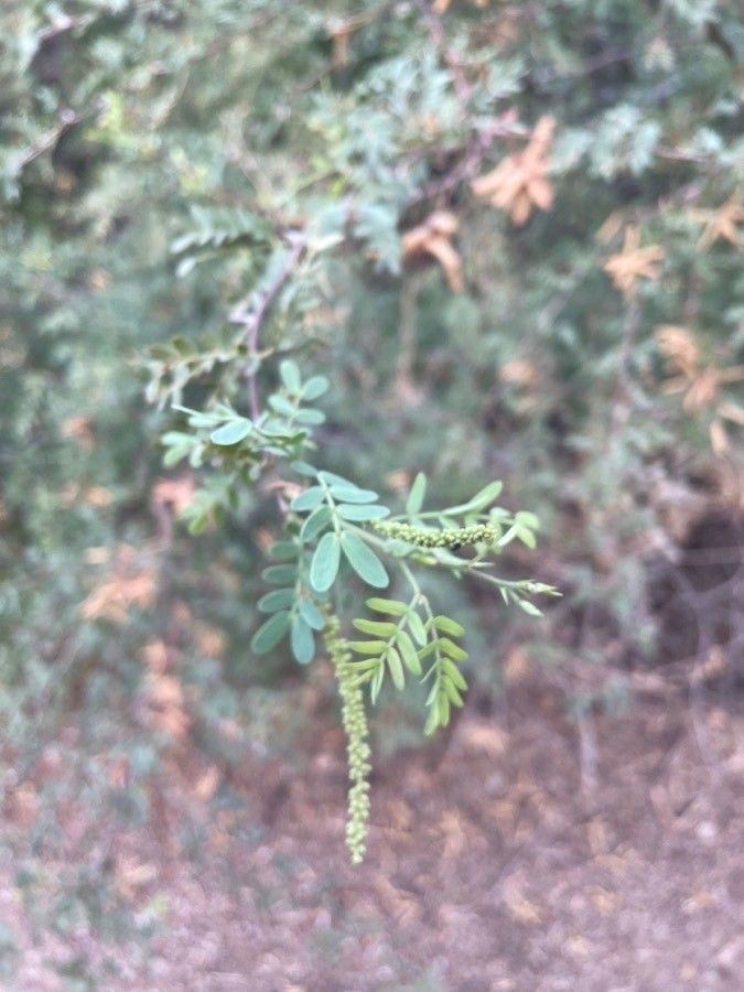 Prosopis pubescens — search result for 'Prosopis'