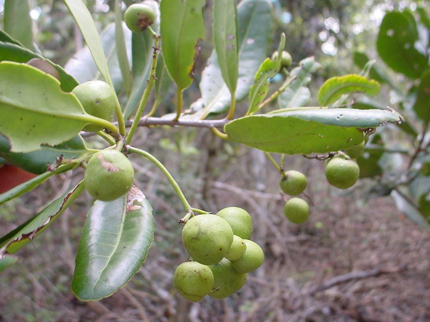 Elaeodendron pininsulare fruit