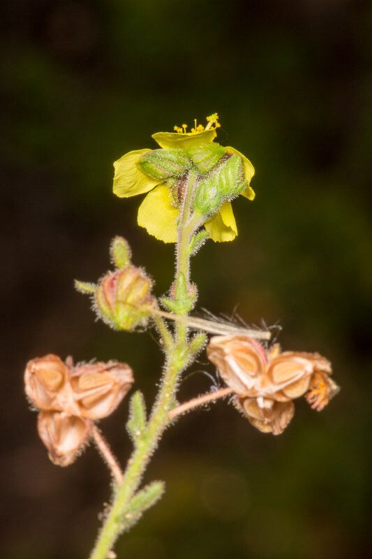 Fumana thymifolia fruit