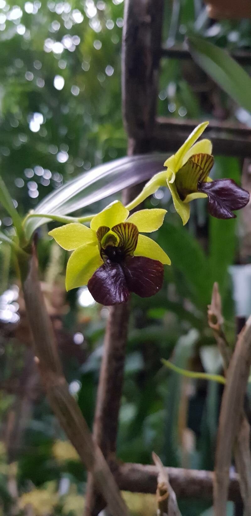 Dendrobium convolutum flower