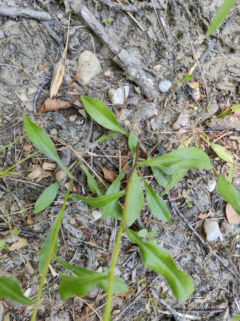 Sericocarpus asteroides leaf
