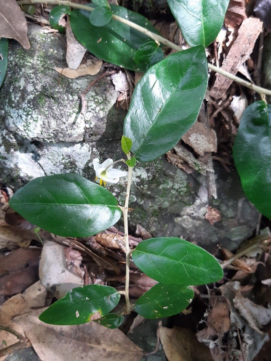 Solanum mentiens flower