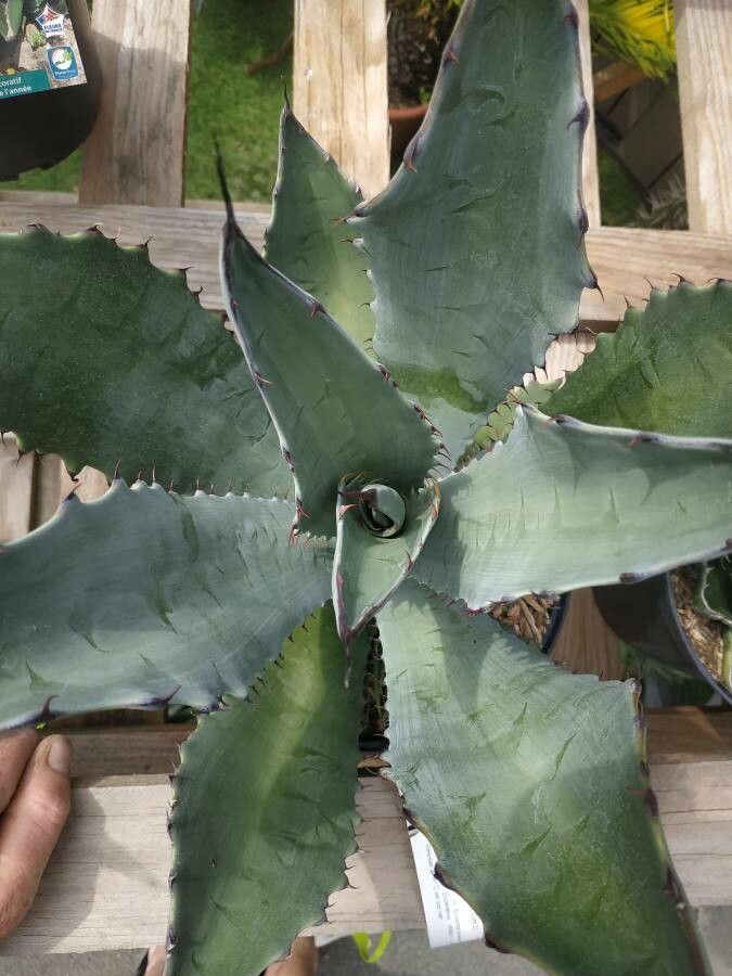 Agave durangensis — search result for 'Agave'