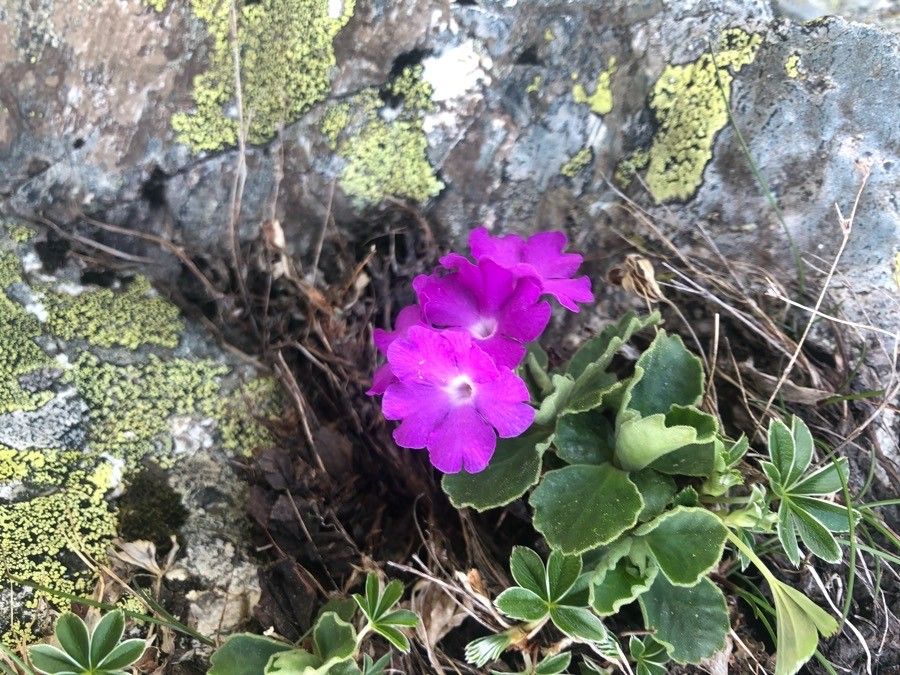Primula hirsuta flower