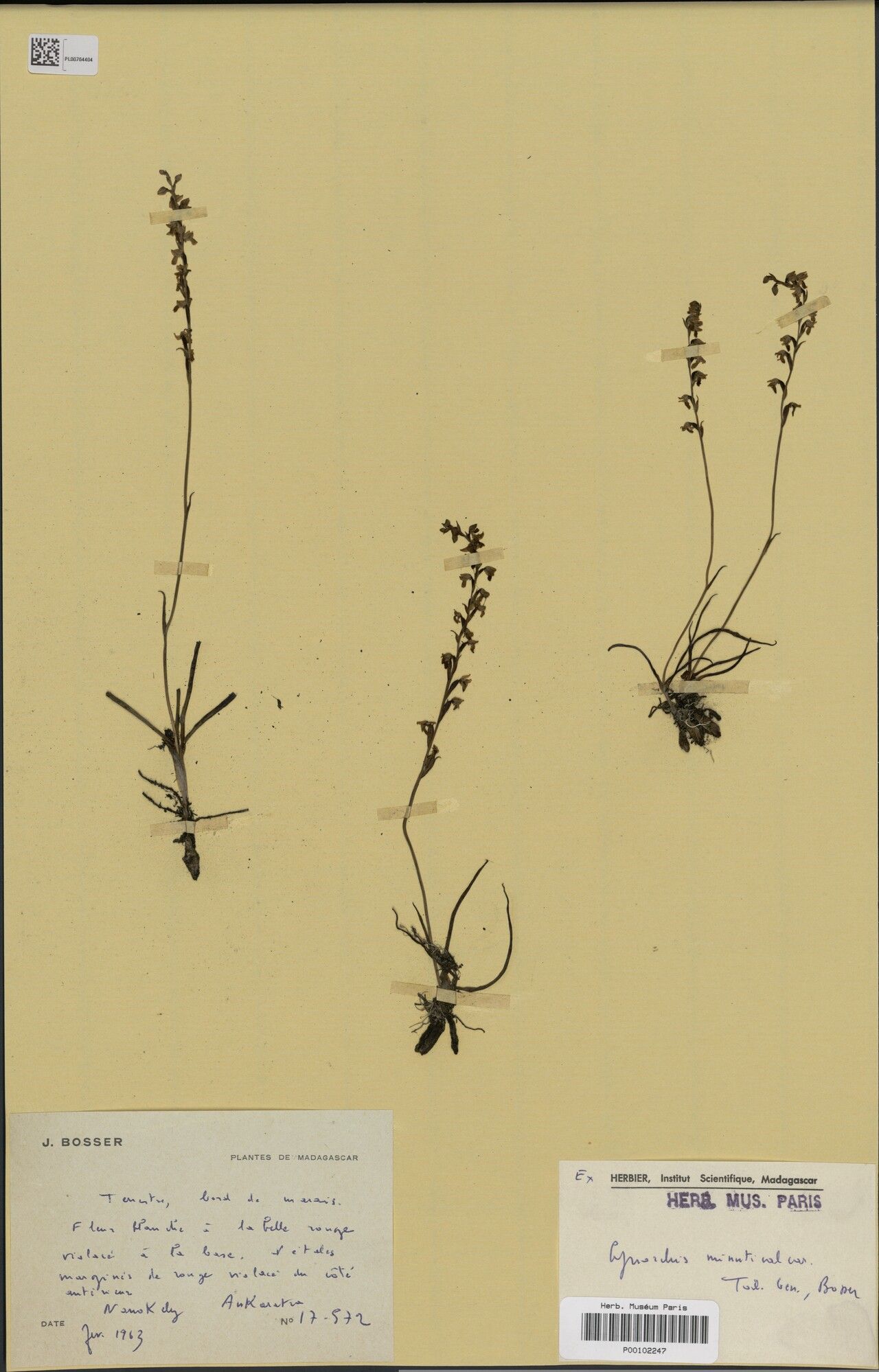 Cynorkis minuticalcar — houseplant care guide