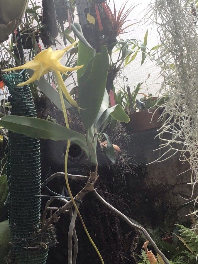 Angraecum sesquipedale — houseplant care guide