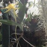 Angraecum sesquipedale