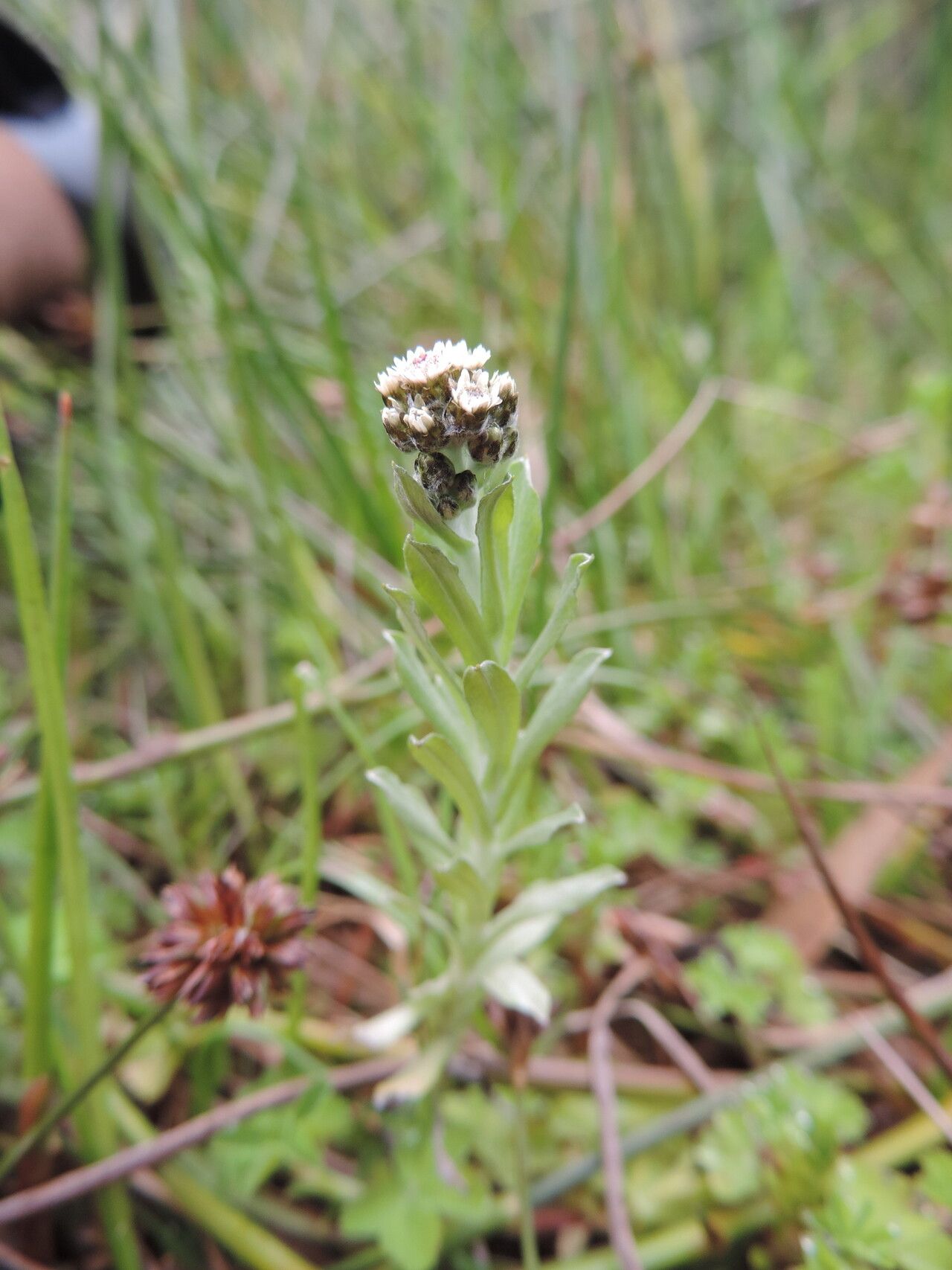 Gnaphalium unionis — houseplant care guide