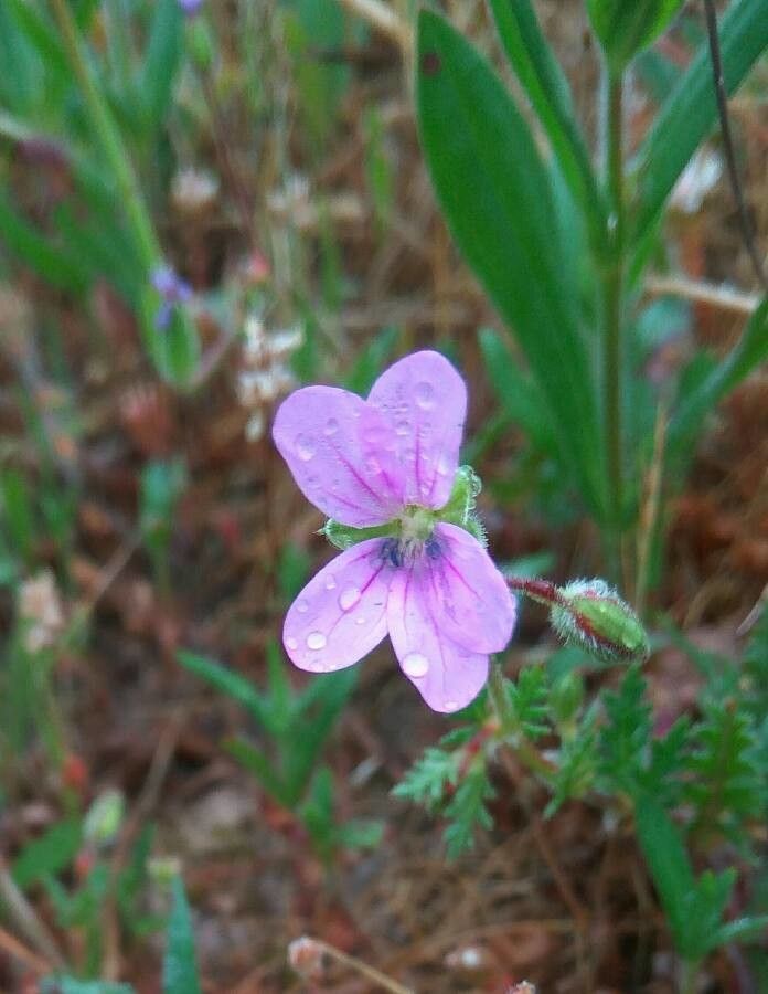 Erodium botrys flower