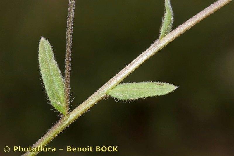 Myosotis atlantica bark
