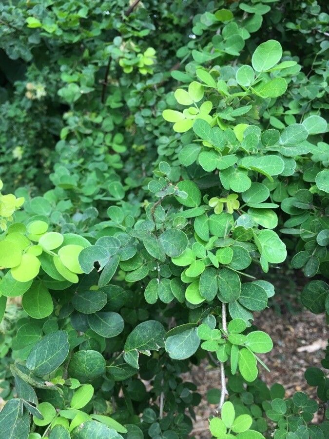 Pithecellobium diversifolium — related species from the same genus