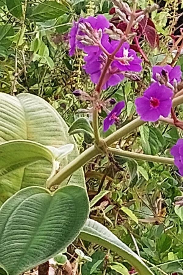 Tibouchina grandifolia — search result for 'Tibouchina'