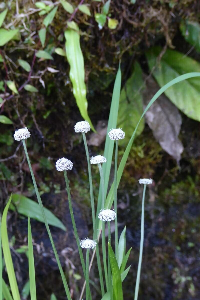 Eriocaulon aquaticum — houseplant care guide