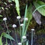 Eriocaulon aquaticum