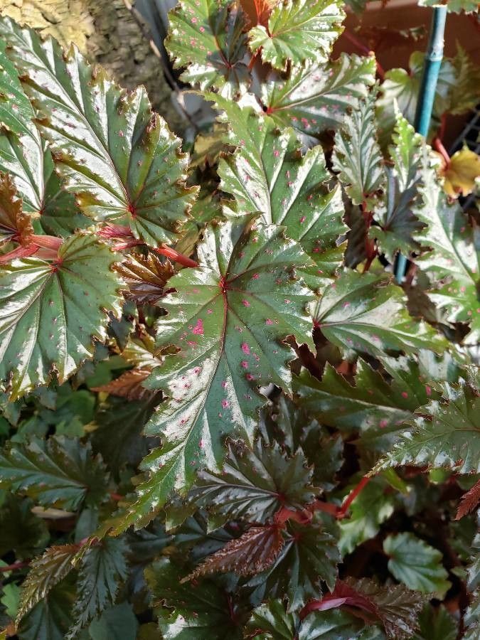 Begonia serratipetala leaf