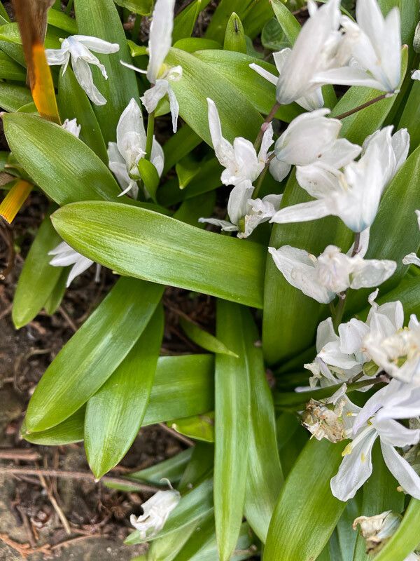 Scilla mischtschenkoana — search result for 'Scilla'