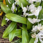 Scilla mischtschenkoana