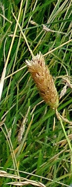 Festuca incurva flower