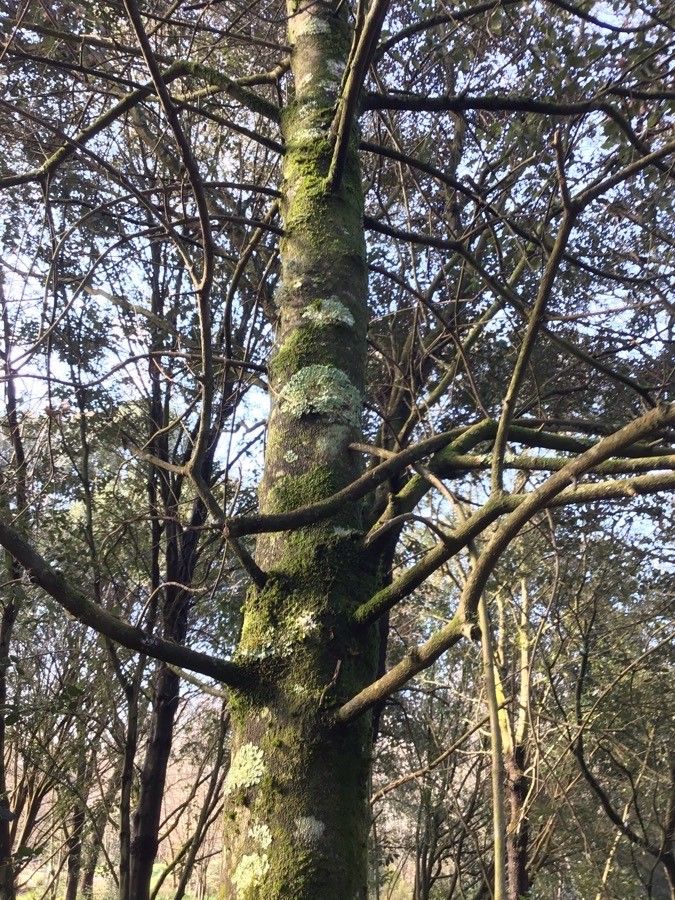 Acer × bornmuelleri other