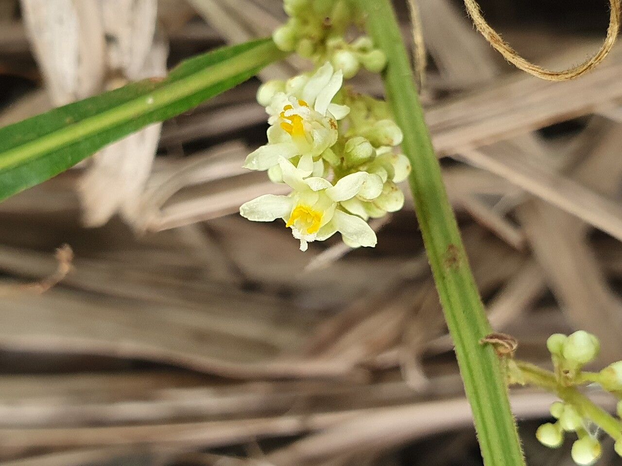 Paullinia pinnata flower
